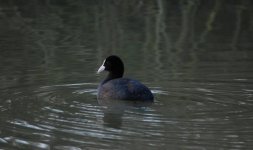 Coot (12) a.jpg