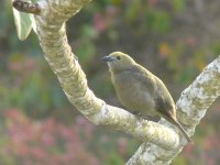 Palm Tanager - Canopy Tower, Panama - copyright by Blake Maybank.jpg