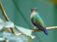 Violet-bellied Hummingbird, female - Canopy Tower, Panama - copyright by Blake Maybank.jpg