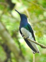 White-necked Jacobin, male - Canopy Tower, Panama - copyright by Blake Maybank.jpg