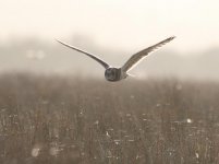 Short Eared Owl IMG_0377_filtered.jpg