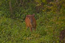 DSCN4529 Barking Deer bf.jpg