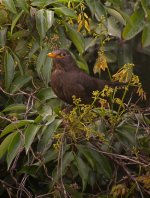 DSCN4547 Chinese Blackbird bf.jpg