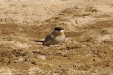 smallPratincole.jpg