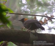 Rufous Cheeked Laughingthrush.jpg