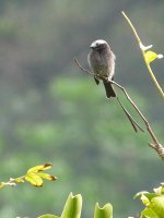 Long-tailed Tyrant - Jordanal - copyright by Blake Maybank.jpg