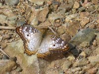 White Peacock (Anartia jatrophae luteipicta) - Jordanal - copyright by Blake Maybank.jpg