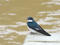 Mangrove Swallow - Chagres River, Panama - copyright by Blake Maybank.jpg