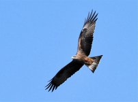 Black-Kite4.jpg