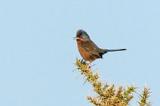 Dartford Warbler.jpg