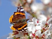 IMG_3893_Red Admiral_Mar2011.jpg