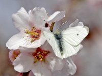 IMG_3981_Small White_Mar2011.jpg