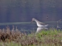 IMG_1768_Spotted Redshank.jpg