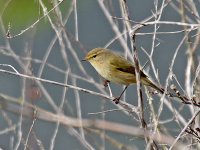 IMG_1843_Chiffchaff.jpg