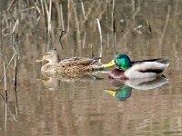 IMG_1887_Mallard pair.jpg