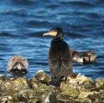 Great Cormorant (Phalacrocorax carbo).JPG