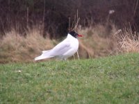 Med Gull, Holbeck.JPG