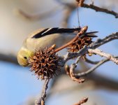 goldfinch_07.jpg