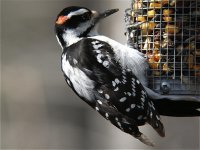 Woodpecker1.jpg