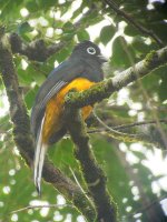 White-tailed Trogon, male -  Achiote Road - copyright by Blake Maybank.jpg