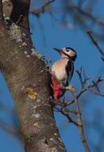 greaterspottedwoodpecker2.jpg