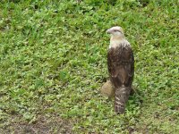 Yellow-headed Caracara -  San Lorenzo - copyright by Blake Maybank.jpg