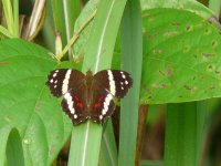 Banded Peacock (Anartia fatima) - Achiote Road - copyright by Blake Maybank.jpg