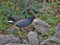 IMG_2176_Moorhen.jpg