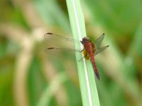 dragonfly A, unidentified -  Achiote Road - copyright by Blake Maybank.jpg
