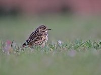 IMG_2330_Meadow Pipit.jpg