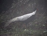 silver pheasant.jpg