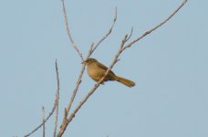 1. bulbul de Blanfort - bangkok - Copie.JPG