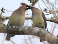 waxwings2.jpg