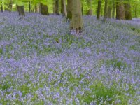 bluebells 039.JPG