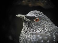 blue whistling thrush P7000 kw25x DSCN9273.jpg