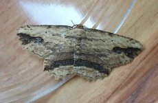 Waved Umber 23 Mar Br.jpg