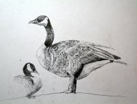 pen and ink goose.jpg