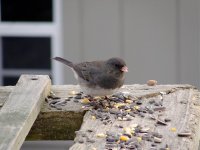 Dark eyed junco.jpg