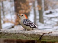 Female Red Bellied Woodpecker.jpg