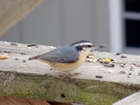 Rose Breasted Nuthatch.jpg