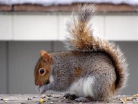 Eastern Grey Squirrel.jpg