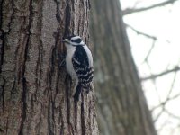 Female Downy Woodpecker.jpg