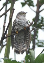 Cuckoo-1.jpg