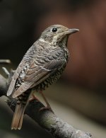 White Throated Rock Thrush (Female)-1.jpg