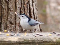 white breasted nuthatch.jpg