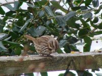 Song Sparrow.jpg