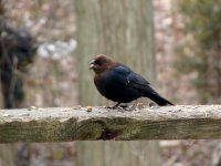 Brownheaded Cowbird.jpg