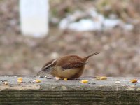 Carolina Wren.jpg