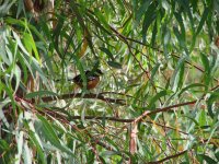 spotted towhee.jpg