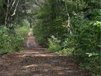 Landscape - Pipeline Road, Panama - copyright by Blake Maybank.jpg